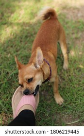 A Little Stubborn Dog Try To Bites The Owner's Shoe