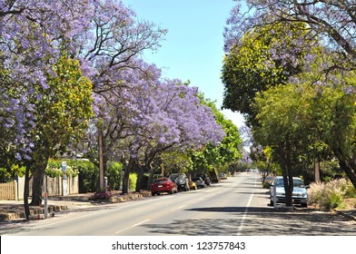 Little Suburban Street Full Of Green Trees And Blooming Jacaranda. Adelaide, Australia