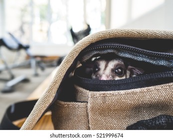 Little sugar glider sneaking out of the bag.
