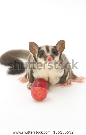 little sugarglider with grape fruit  