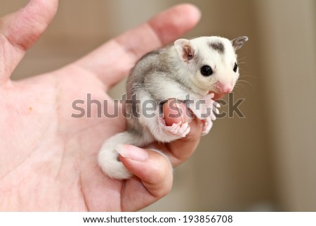 Similar – Image, Stock Photo Lap Rat Feminine Child