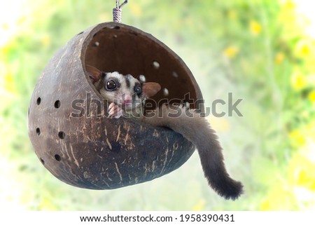 Little Sugarglider sits on hanging chair made of coconut balls.
