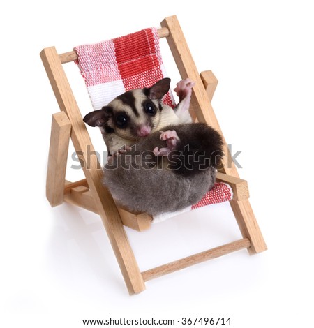 Little sugarglider sitting on the beach chair on white background.