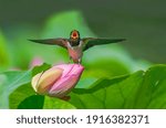 Little Swallow calls her mother to bring food in the lotus pond