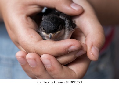Chick Swallow Mouse