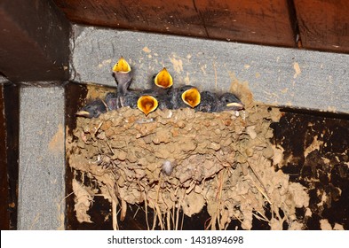 little swallows in the nest waiting for food