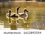 Little swans on the lake, enjoying the first rays of the sun - Kuchajda, Bratislava, Slovakia, Europe