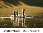 Little swans swimming on the lake, enjoying the first rays of the sun - Kuchajda, Bratislava, Slovakia, Europe