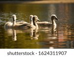 Little swans swimming on the lake, enjoying the first rays of the sun - Kuchajda, Bratislava, Slovakia, Europe