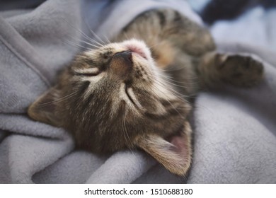 Little Sweaty Kitty’s Sweet Dream