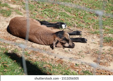 Little Sweet Sleeping Baby Goat 