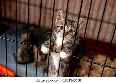 Little tabby cute kitten in  the cage in cat shelter. Cat baby crying in the cage.  - Shutterstock ID 1831343638