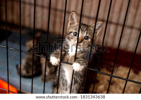 Little tabby cute kitten in  the cage in cat shelter. Cat baby crying in the cage. 