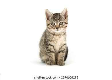 Chat Europeen Hd Stock Images Shutterstock