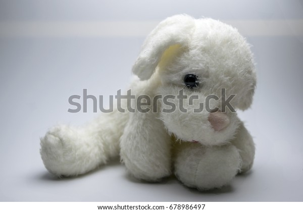 white dog teddy