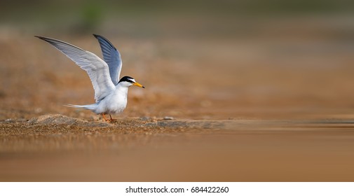 Little Tern