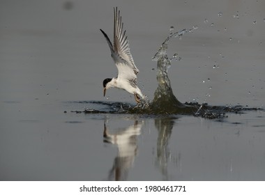 Little Tern Coming Out From Water After A Dive At Asker Marsh, Bahrain