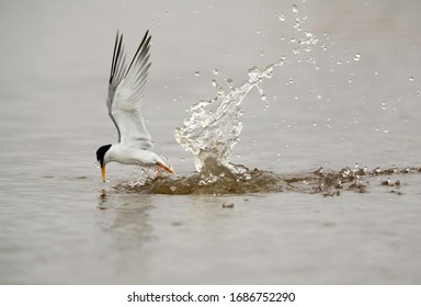 Little Tern Emerging Out From Water After A Dive At Asker Marsh, Bahrain