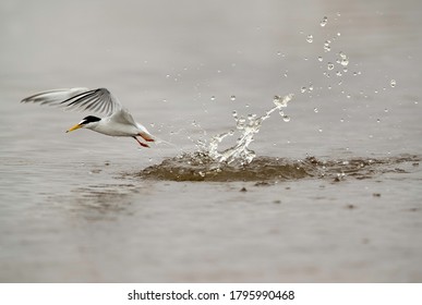 Little Tern Emerging Out From Water After A Dive At Asker Marsh, Bahrain