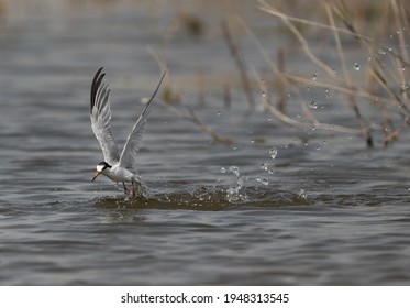 Little Tern Emerging Out From Water After A Dive At Asker Marsh, Bahrain