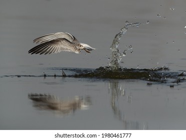 Little Tern Emerging Out From Water After A Dive At Asker Marsh, Bahrain