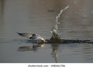 Little Tern Emerging Out From Water After A Dive At Asker Marsh, Bahrain