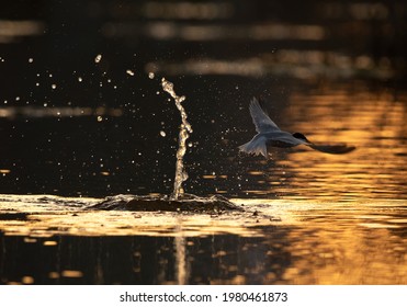 Little Tern Emerging Out From Water After A Dive At Asker Marsh, Bahrain