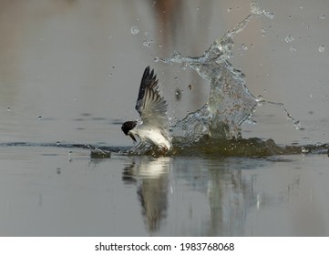 Little Tern Emerging Out From Water After A Dive At Asker Marsh, Bahrain