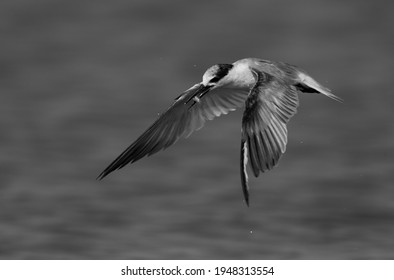 Little Tern With A Fish After A Dive At Asker Marsh, Bahrain