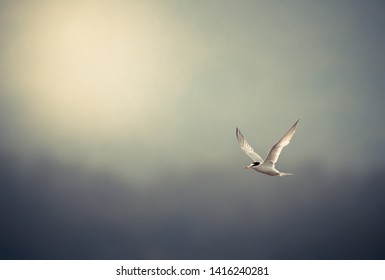 Little Tern Fliyng In The Sky