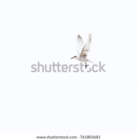 Similar – Image, Stock Photo Crane flying over a field in front of a group of trees