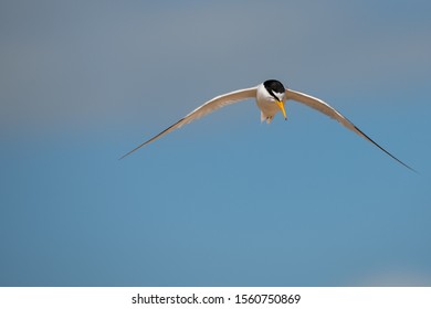 A Little Tern Hovers Above The Beach In Rye, Kent Uk. 