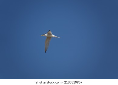 Little Tern (Sternula Albifrons) A Rare Summer Visitor To The UK