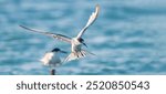 Little Tern wandering over the sea 