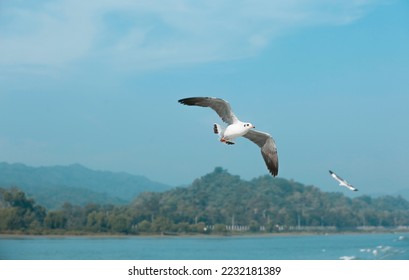 Little Tern white bird flying in the sky background walpaper