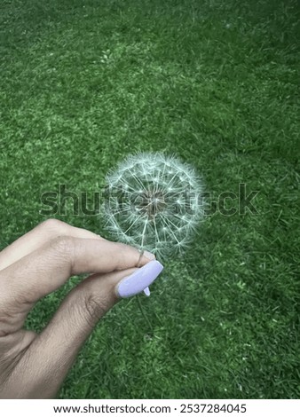 Image, Stock Photo close contact Animal Daisy