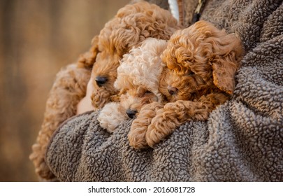 Little Three Brown Poodle. Small Puppy Of Toypoodle Breed. Cute Dog And Good Friend. Brown Poodle In The Forest.