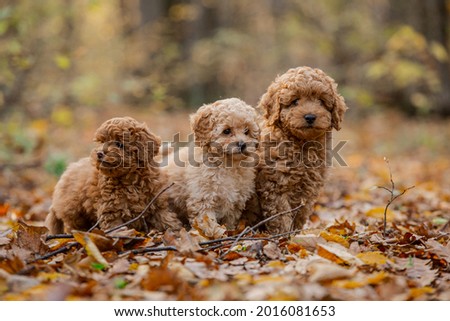 Little three brown poodle. Small puppy of toypoodle breed. Cute dog and good friend. Brown poodle in the forest.