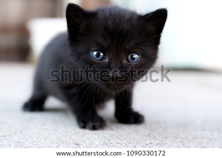 Little three weeks old black blue eyed kitten looking into the camera while trying to walk 