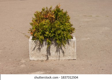 Little Thuja In A Concrete Flower Bed