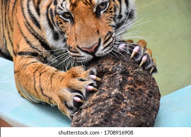 Little tiger claws are using dry wood scratches. - Shutterstock ID 1708916908