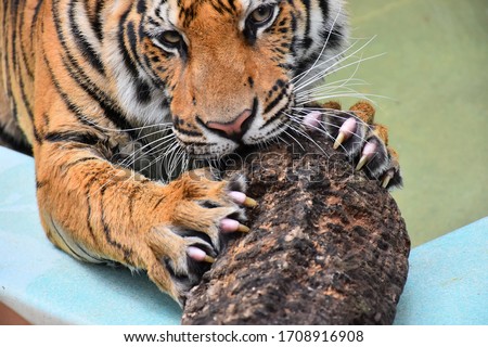 Little tiger claws are using dry wood scratches.