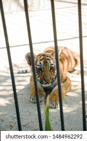 
Little Tiger Cub In An Iron Cage