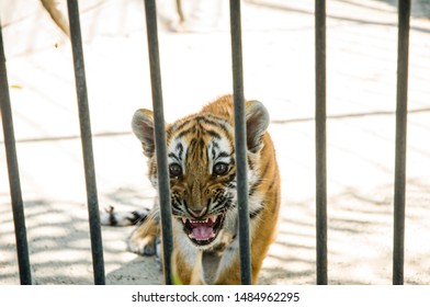 
Little Tiger Cub In An Iron Cage