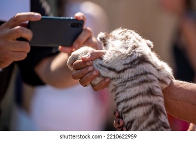 Little Tiger Cub In A Petting Zoo