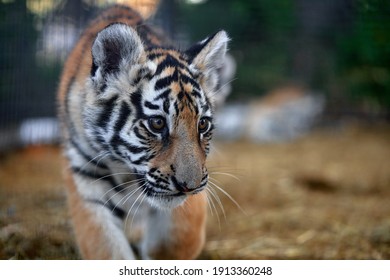 Little tiger cub playing. young Tiger