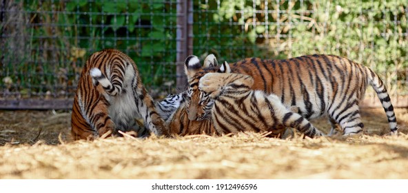 Bebe Tigre Stock Photos Images Photography Shutterstock Bebe Tigre Stock Photos Images Photography Shutterstock