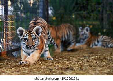 Tigre Bebe Images Stock Photos Vectors Shutterstock