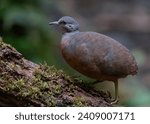 Little Tinamou in the jungles of Colombia 