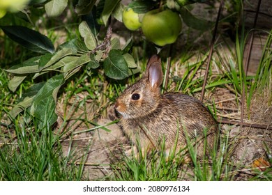 Little Tiny Baby Bunny-rabbit Is Hiding Under An Apple Tree In One Of The Gardens Of Mega City Of Toronto.